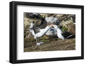 Colony of black-browed albatross mother feeding a chick (Thalassarche melanophris), Saunders Island-Michael Runkel-Framed Photographic Print