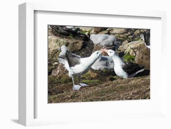 Colony of black-browed albatross mother feeding a chick (Thalassarche melanophris), Saunders Island-Michael Runkel-Framed Photographic Print