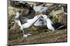 Colony of black-browed albatross mother feeding a chick (Thalassarche melanophris), Saunders Island-Michael Runkel-Mounted Photographic Print