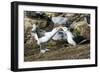 Colony of black-browed albatross mother feeding a chick (Thalassarche melanophris), Saunders Island-Michael Runkel-Framed Photographic Print