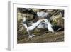 Colony of black-browed albatross mother feeding a chick (Thalassarche melanophris), Saunders Island-Michael Runkel-Framed Photographic Print