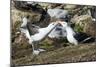 Colony of black-browed albatross mother feeding a chick (Thalassarche melanophris), Saunders Island-Michael Runkel-Mounted Photographic Print