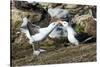 Colony of black-browed albatross mother feeding a chick (Thalassarche melanophris), Saunders Island-Michael Runkel-Stretched Canvas