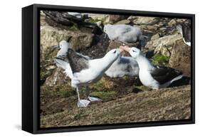 Colony of black-browed albatross mother feeding a chick (Thalassarche melanophris), Saunders Island-Michael Runkel-Framed Stretched Canvas