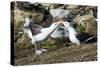 Colony of black-browed albatross mother feeding a chick (Thalassarche melanophris), Saunders Island-Michael Runkel-Stretched Canvas