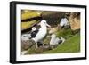 Colony of black-browed albatross (Thalassarche melanophris), Saunders Island, Falklands, South Amer-Michael Runkel-Framed Photographic Print