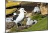 Colony of black-browed albatross (Thalassarche melanophris), Saunders Island, Falklands, South Amer-Michael Runkel-Mounted Photographic Print