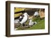 Colony of black-browed albatross (Thalassarche melanophris), Saunders Island, Falklands, South Amer-Michael Runkel-Framed Photographic Print