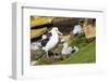 Colony of black-browed albatross (Thalassarche melanophris), Saunders Island, Falklands, South Amer-Michael Runkel-Framed Photographic Print