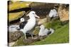 Colony of black-browed albatross (Thalassarche melanophris), Saunders Island, Falklands, South Amer-Michael Runkel-Stretched Canvas