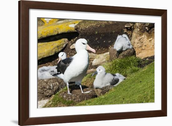 Colony of black-browed albatross (Thalassarche melanophris), Saunders Island, Falklands, South Amer-Michael Runkel-Framed Photographic Print