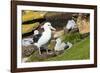 Colony of black-browed albatross (Thalassarche melanophris), Saunders Island, Falklands, South Amer-Michael Runkel-Framed Photographic Print