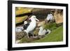 Colony of black-browed albatross (Thalassarche melanophris), Saunders Island, Falklands, South Amer-Michael Runkel-Framed Photographic Print