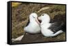 Colony of black-browed albatross (Thalassarche melanophris), Saunders Island, Falklands, South Amer-Michael Runkel-Framed Stretched Canvas