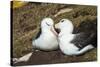 Colony of black-browed albatross (Thalassarche melanophris), Saunders Island, Falklands, South Amer-Michael Runkel-Stretched Canvas