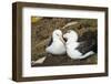 Colony of black-browed albatross (Thalassarche melanophris), Saunders Island, Falklands, South Amer-Michael Runkel-Framed Photographic Print