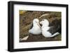 Colony of black-browed albatross (Thalassarche melanophris), Saunders Island, Falklands, South Amer-Michael Runkel-Framed Photographic Print