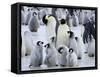 Colony of Emperor Penguins and Chicks, Snow Hill Island, Weddell Sea, Antarctica-Thorsten Milse-Framed Stretched Canvas