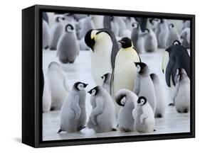 Colony of Emperor Penguins and Chicks, Snow Hill Island, Weddell Sea, Antarctica-Thorsten Milse-Framed Stretched Canvas