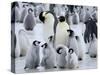 Colony of Emperor Penguins and Chicks, Snow Hill Island, Weddell Sea, Antarctica-Thorsten Milse-Stretched Canvas