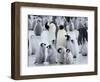 Colony of Emperor Penguins and Chicks, Snow Hill Island, Weddell Sea, Antarctica-Thorsten Milse-Framed Photographic Print
