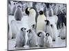 Colony of Emperor Penguins and Chicks, Snow Hill Island, Weddell Sea, Antarctica-Thorsten Milse-Mounted Photographic Print