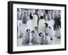 Colony of Emperor Penguins and Chicks, Snow Hill Island, Weddell Sea, Antarctica-Thorsten Milse-Framed Photographic Print