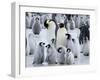 Colony of Emperor Penguins and Chicks, Snow Hill Island, Weddell Sea, Antarctica-Thorsten Milse-Framed Photographic Print