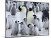 Colony of Emperor Penguins and Chicks, Snow Hill Island, Weddell Sea, Antarctica-Thorsten Milse-Mounted Photographic Print