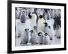 Colony of Emperor Penguins and Chicks, Snow Hill Island, Weddell Sea, Antarctica-Thorsten Milse-Framed Photographic Print