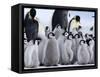 Colony of Emperor Penguins and Chicks, Snow Hill Island, Weddell Sea, Antarctica-Thorsten Milse-Framed Stretched Canvas