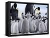 Colony of Emperor Penguins and Chicks, Snow Hill Island, Weddell Sea, Antarctica-Thorsten Milse-Framed Stretched Canvas