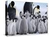 Colony of Emperor Penguins and Chicks, Snow Hill Island, Weddell Sea, Antarctica-Thorsten Milse-Stretched Canvas