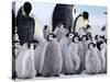 Colony of Emperor Penguins and Chicks, Snow Hill Island, Weddell Sea, Antarctica-Thorsten Milse-Stretched Canvas