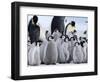 Colony of Emperor Penguins and Chicks, Snow Hill Island, Weddell Sea, Antarctica-Thorsten Milse-Framed Photographic Print