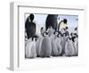 Colony of Emperor Penguins and Chicks, Snow Hill Island, Weddell Sea, Antarctica-Thorsten Milse-Framed Photographic Print