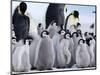 Colony of Emperor Penguins and Chicks, Snow Hill Island, Weddell Sea, Antarctica-Thorsten Milse-Mounted Photographic Print