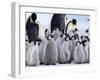 Colony of Emperor Penguins and Chicks, Snow Hill Island, Weddell Sea, Antarctica-Thorsten Milse-Framed Photographic Print