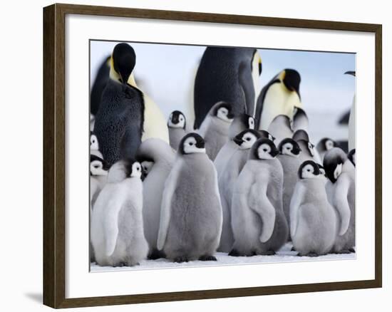 Colony of Emperor Penguins and Chicks, Snow Hill Island, Weddell Sea, Antarctica-Thorsten Milse-Framed Photographic Print