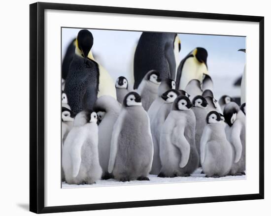 Colony of Emperor Penguins and Chicks, Snow Hill Island, Weddell Sea, Antarctica-Thorsten Milse-Framed Photographic Print