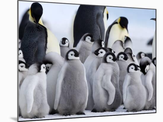 Colony of Emperor Penguins and Chicks, Snow Hill Island, Weddell Sea, Antarctica-Thorsten Milse-Mounted Photographic Print