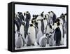 Colony of Emperor Penguins and Chicks, Snow Hill Island, Weddell Sea, Antarctica-Thorsten Milse-Framed Stretched Canvas