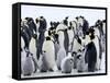 Colony of Emperor Penguins and Chicks, Snow Hill Island, Weddell Sea, Antarctica-Thorsten Milse-Framed Stretched Canvas