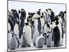 Colony of Emperor Penguins and Chicks, Snow Hill Island, Weddell Sea, Antarctica-Thorsten Milse-Mounted Photographic Print