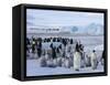 Colony of Emperor Penguins (Aptenodytes Forsteri), Snow Hill Island, Weddell Sea, Antarctica-Thorsten Milse-Framed Stretched Canvas