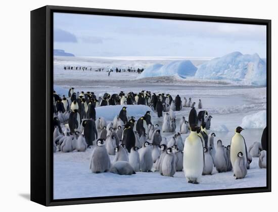Colony of Emperor Penguins (Aptenodytes Forsteri), Snow Hill Island, Weddell Sea, Antarctica-Thorsten Milse-Framed Stretched Canvas
