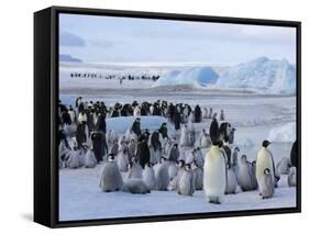 Colony of Emperor Penguins (Aptenodytes Forsteri), Snow Hill Island, Weddell Sea, Antarctica-Thorsten Milse-Framed Stretched Canvas