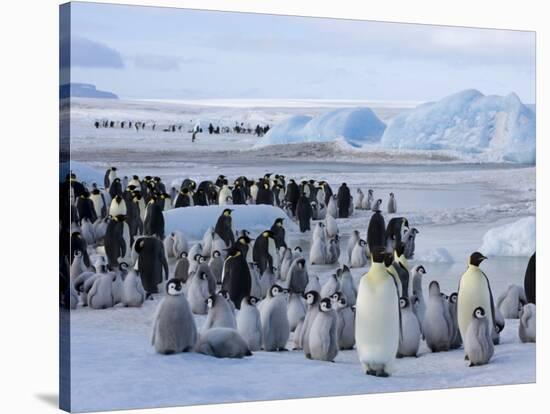 Colony of Emperor Penguins (Aptenodytes Forsteri), Snow Hill Island, Weddell Sea, Antarctica-Thorsten Milse-Stretched Canvas
