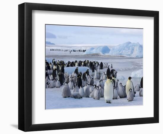 Colony of Emperor Penguins (Aptenodytes Forsteri), Snow Hill Island, Weddell Sea, Antarctica-Thorsten Milse-Framed Photographic Print