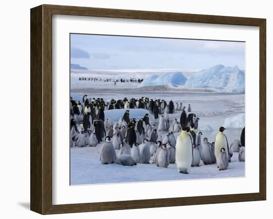 Colony of Emperor Penguins (Aptenodytes Forsteri), Snow Hill Island, Weddell Sea, Antarctica-Thorsten Milse-Framed Photographic Print